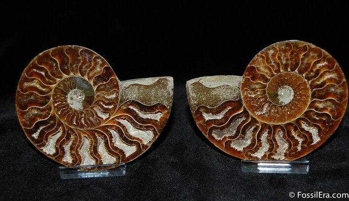 Exquisite Polished Cleoniceras Ammonite Pair #381